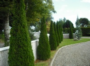 Plants